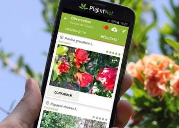 identificador de plantas
