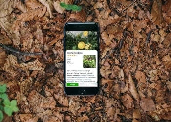 O melhor aplicativo para identificar plantas por imagem