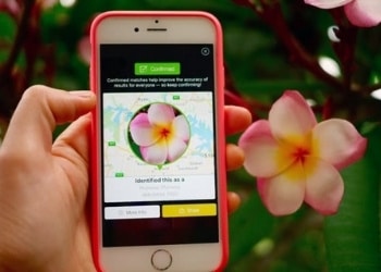 3 Aplicativos para identificar plantas