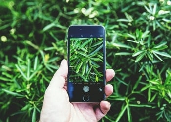 identificar plantas pelo celular