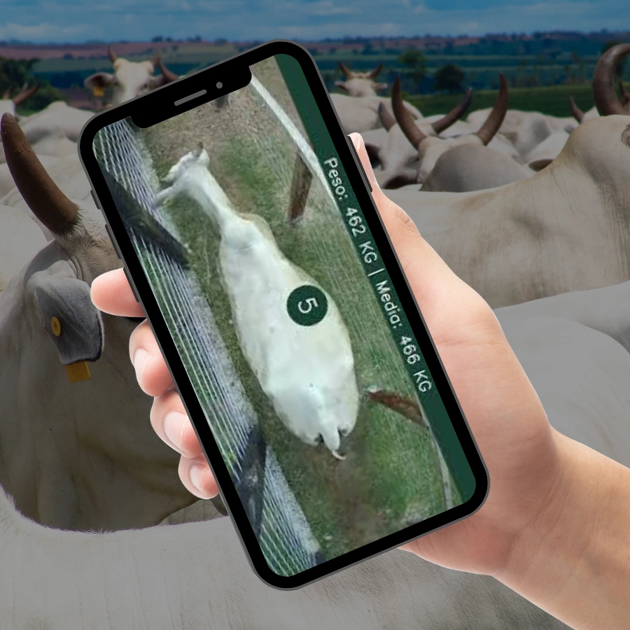 Aplicativo para pesar o gado de graça no celular
